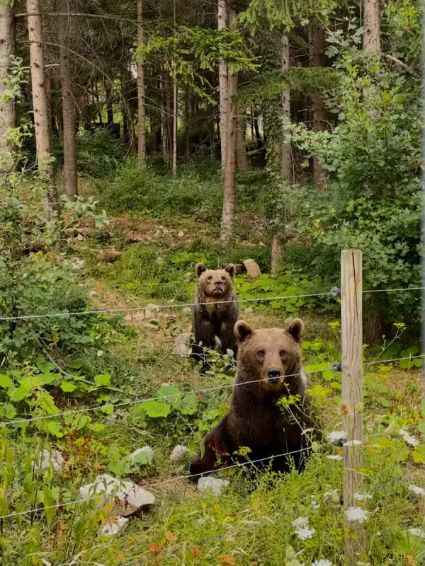 Orso Bruno - Trekking e Avvistamento